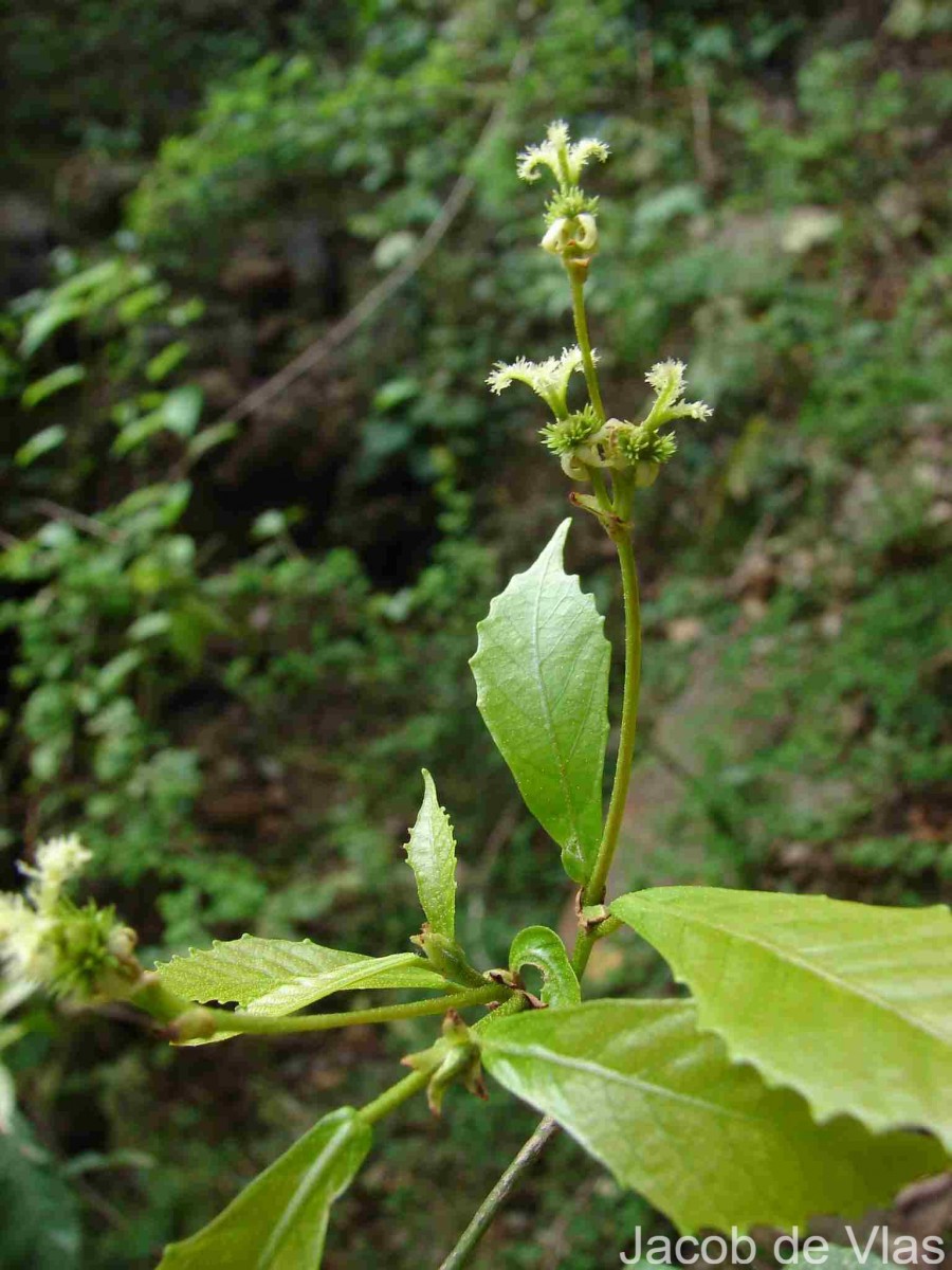 Mallotus resinosus (Blanco) Merr.